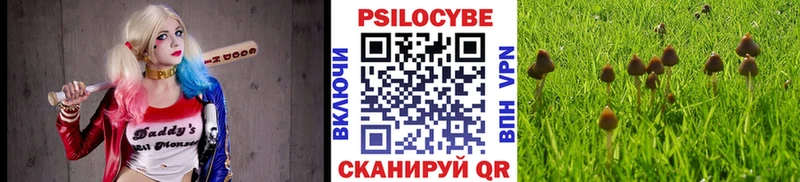 Галлюциногенные грибы Psilocybe  где найти наркотики  кракен ССЫЛКА  Киренск 